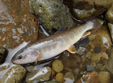 渓流ミノーイング